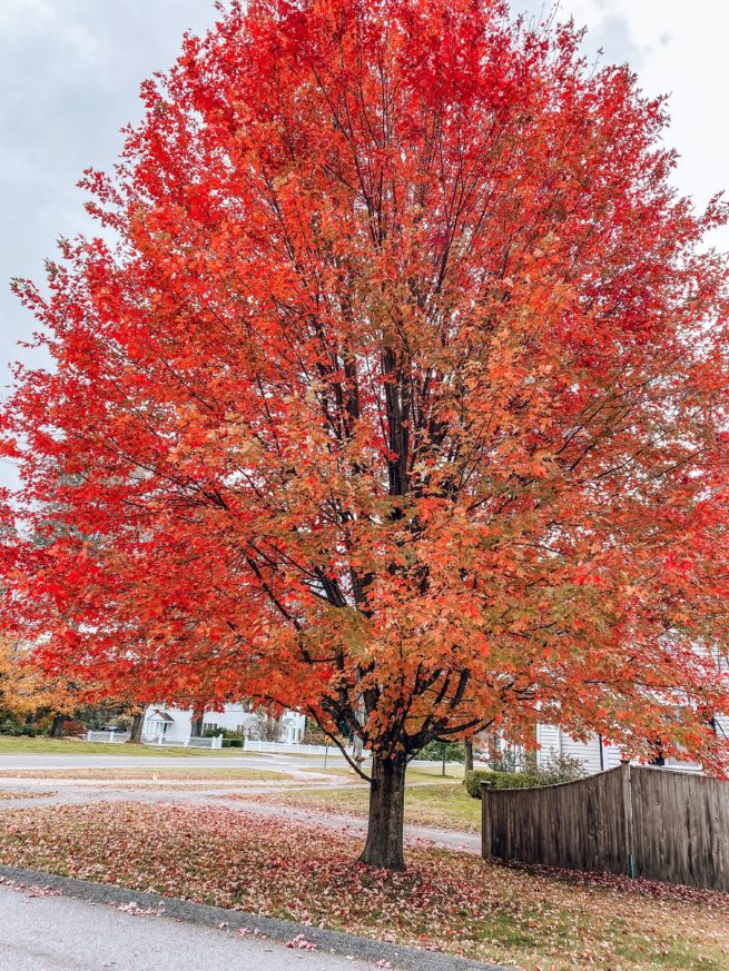 Fall in Litchfield Connecticut
